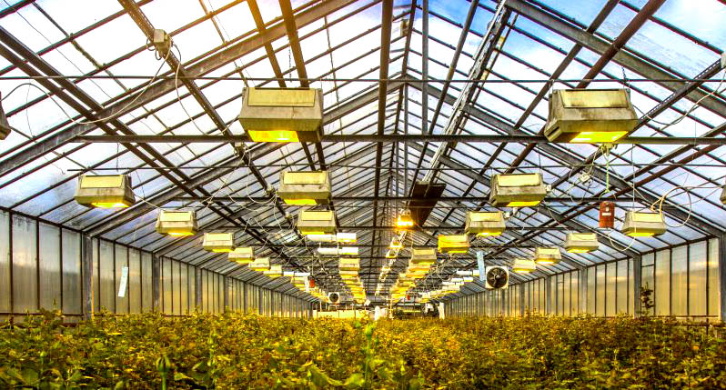 Greenhouse illumination option