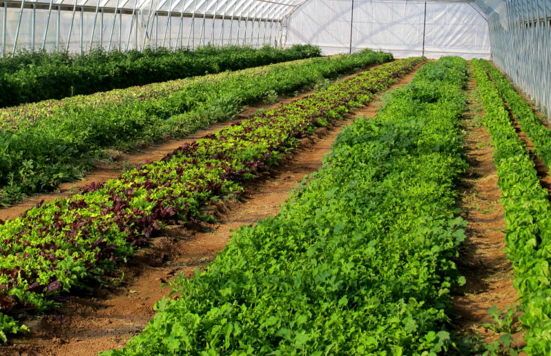 January Greenhouse To Do List