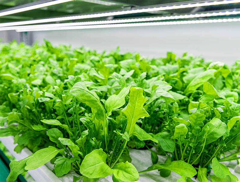 Arugula Vegetable Growing Tips