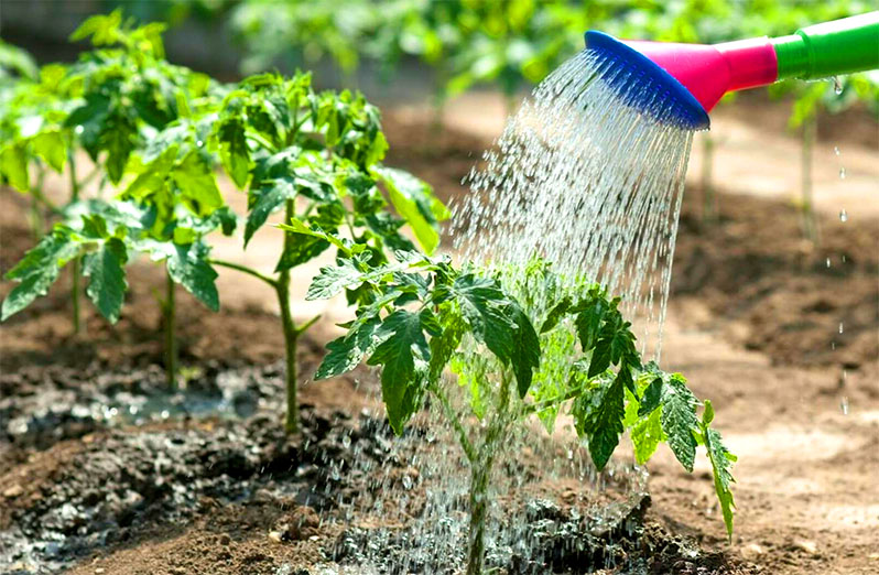 water vegetables when greenhouse growing