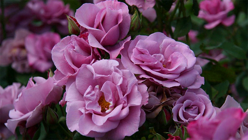 roses trimming tips
