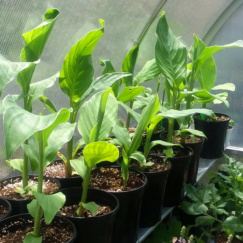 home greenhouses to save your plants
