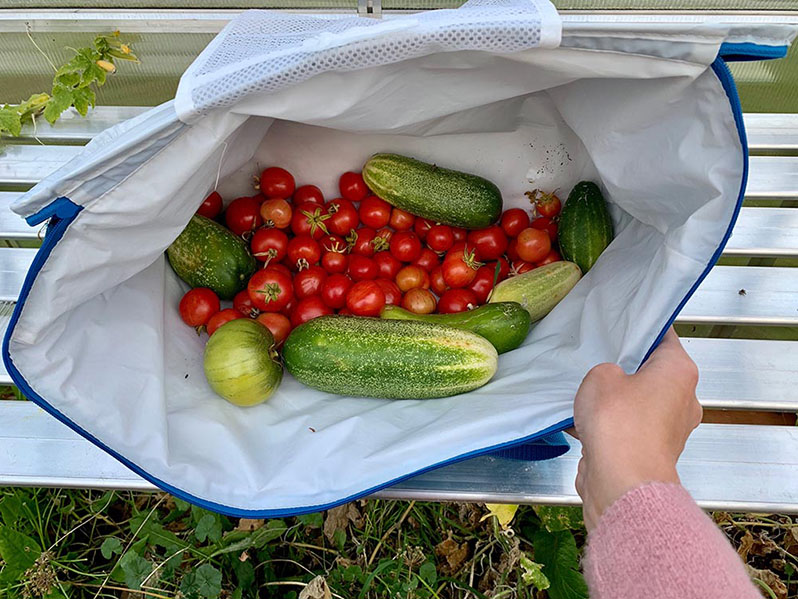 Growing vegetables in winter