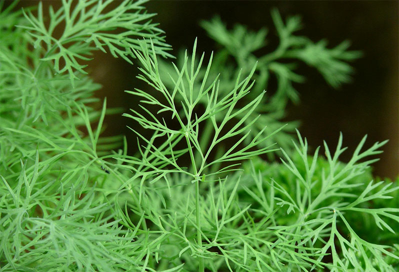 growing the dill in a greenhouse