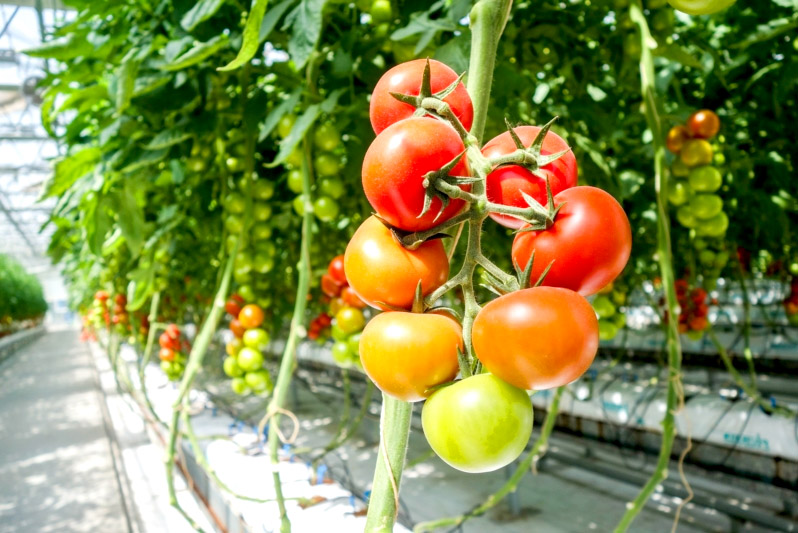 organic vegetable garden tips