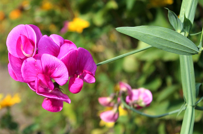 sweet peas