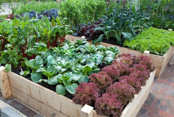 mini-garden wooden boxes