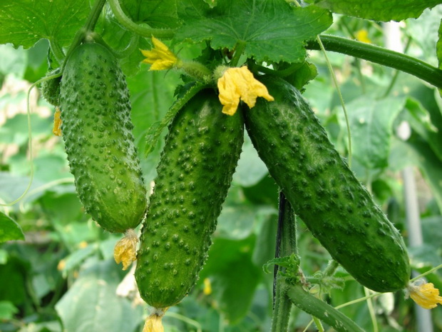 growing cucumber in winter greenhouse growing cucumber in winter greenhouse