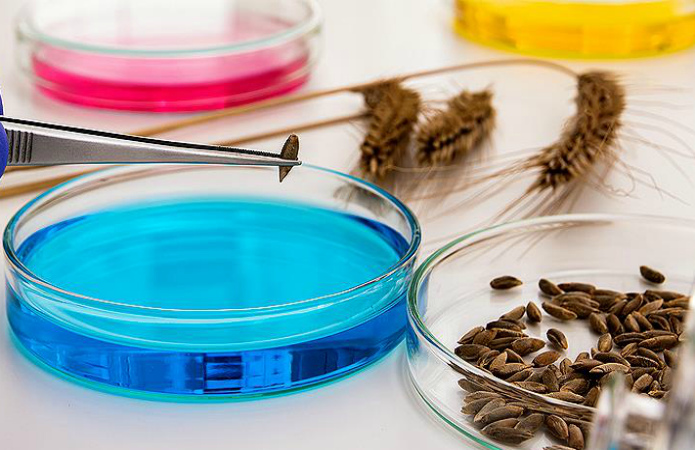 seed growth stimulants