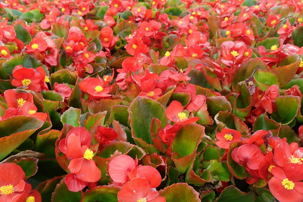 begonias in a home greenhouse begonias in a home greenhouse