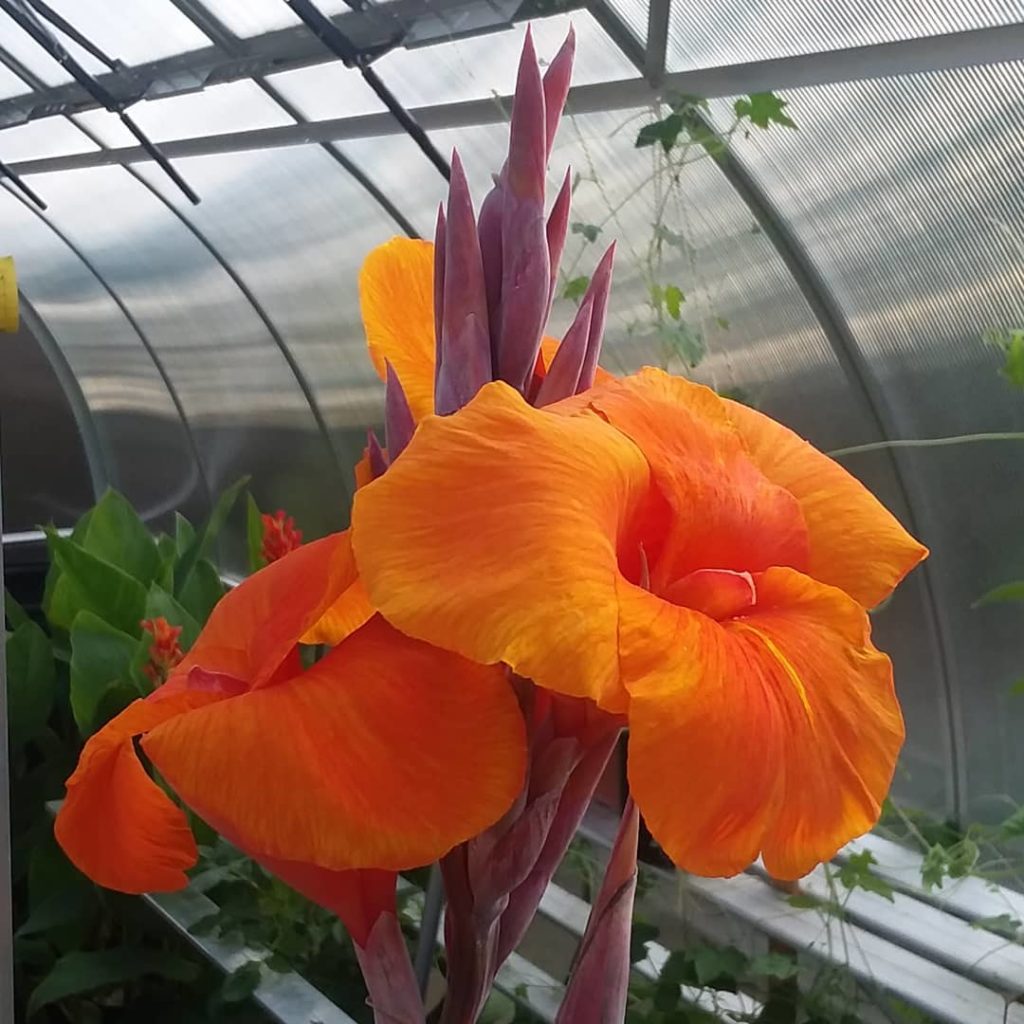 Profiting from your greenhouse: floriculture Profiting from your greenhouse: floriculture