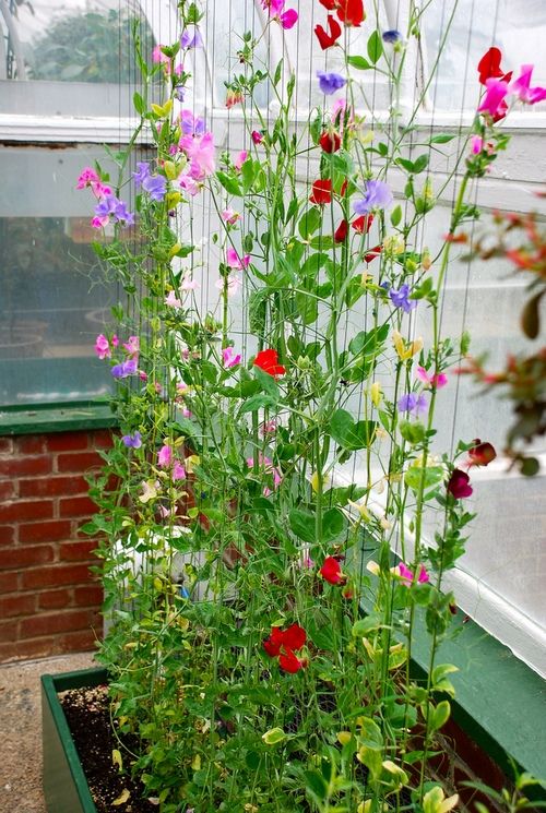 Sweet peas in greenhouse