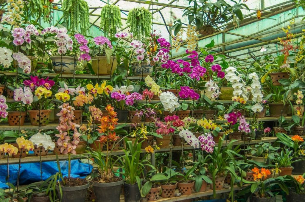 orchid plants
