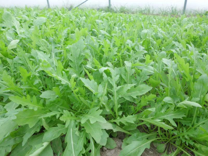 growing arugula in greenhouse growing arugula in greenhouse