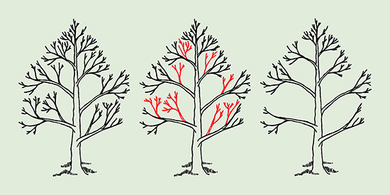 pruning during the winter