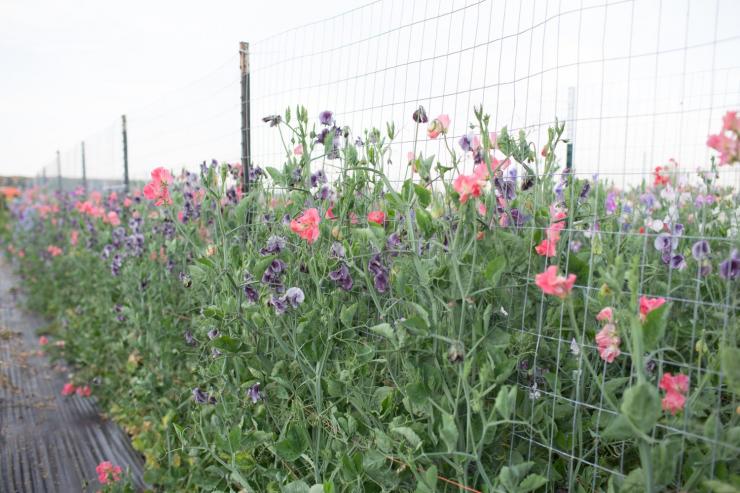 growing sweet peas
