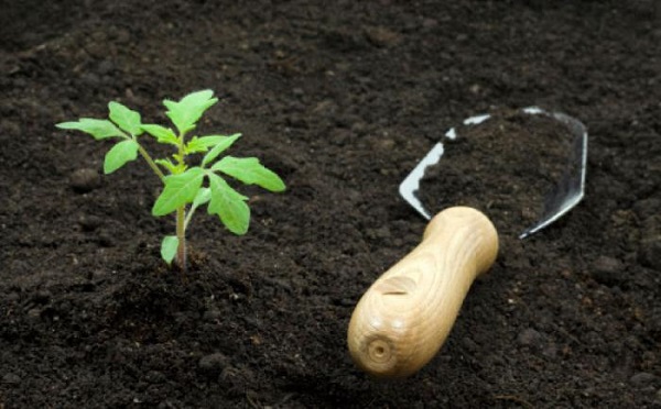 disinfection of the greenhouse soil