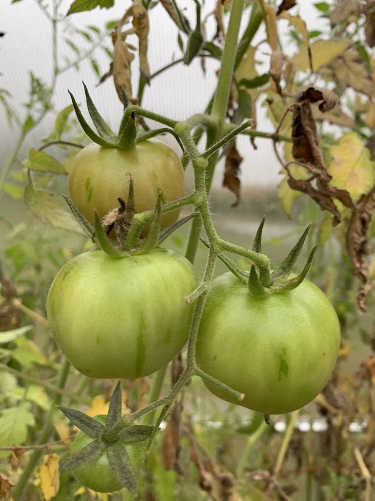 Growing Vegetables: tomatoes growing in winter greenhouse Growing Vegetables: tomatoes growing in winter greenhouse