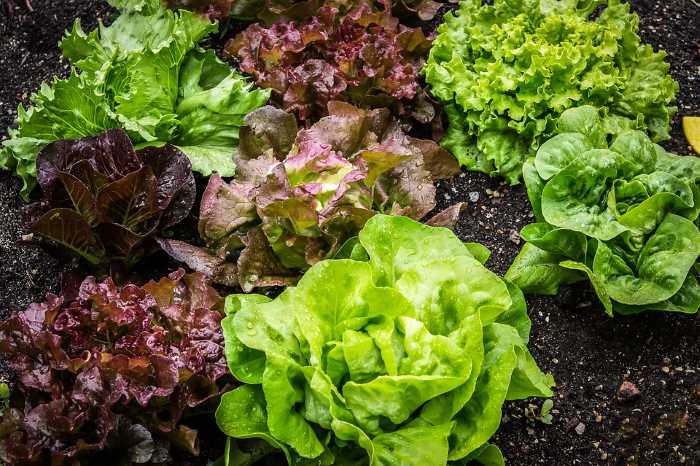 growing lettuce in a greenhouse