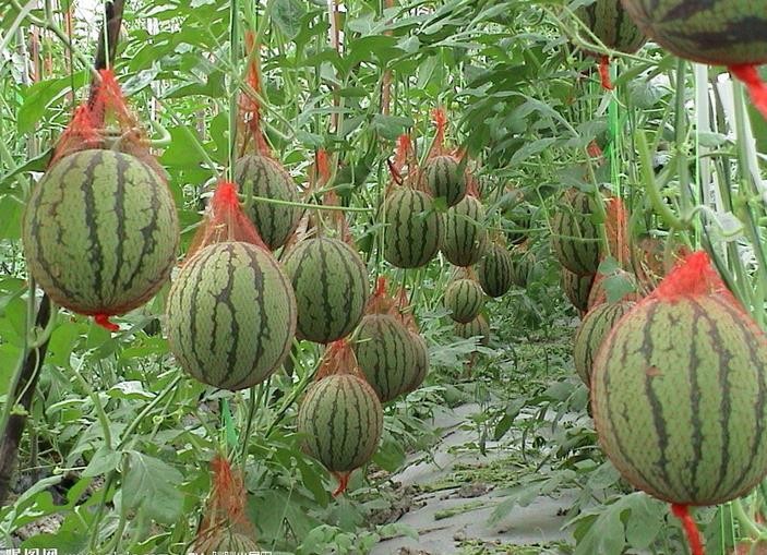 growing watermelon in the greenhouse growing watermelon in the greenhouse