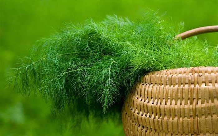 growing dill in a greenhouse