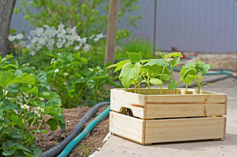 soil treatment tips soil treatment tips