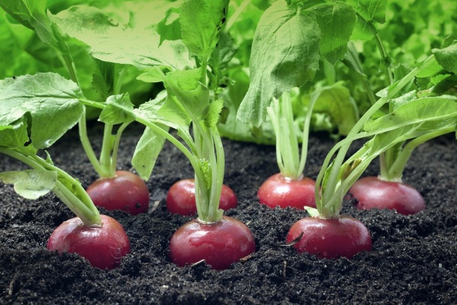 radish in winter greenhouse radish in winter greenhouse