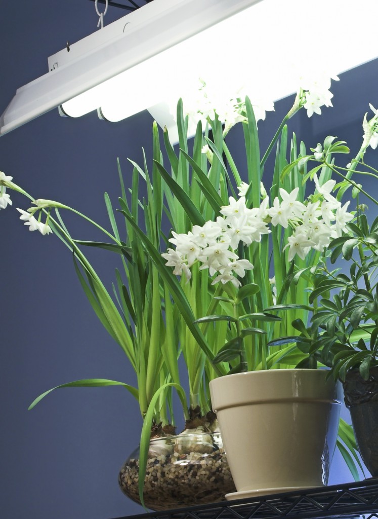 Fluorescent Lighting For Indoor Gardening Fluorescent Lighting For Indoor Gardening