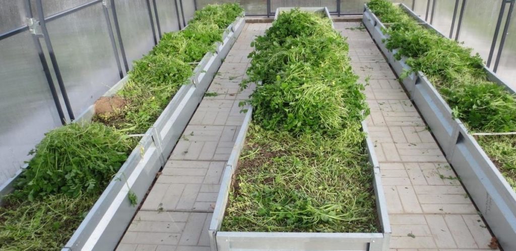 Three garden beds inside the greenhouse