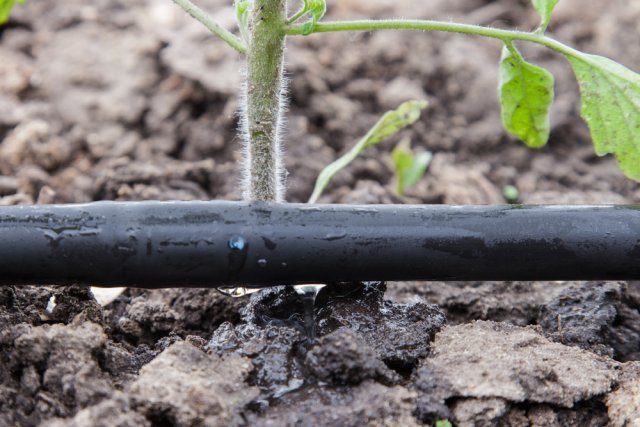 irrigation system inside the greenhouse