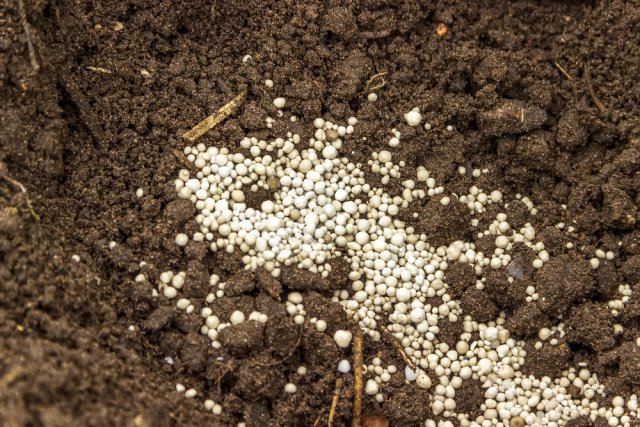 Fertilizing in the fall in the greenhouse 