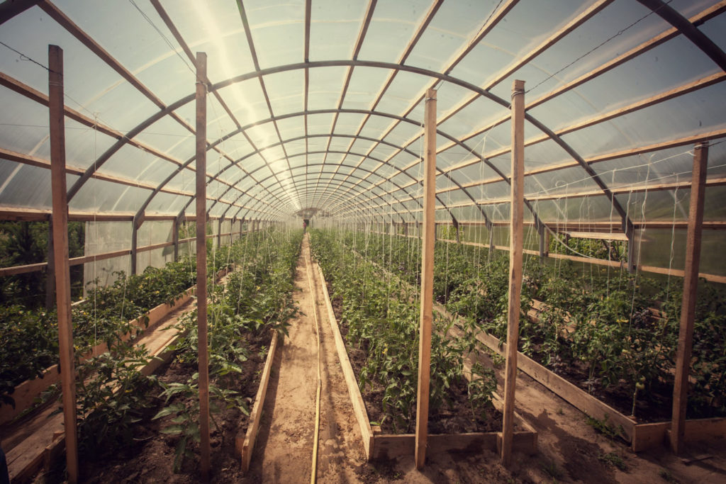 large farm greenhouse large farm greenhouse