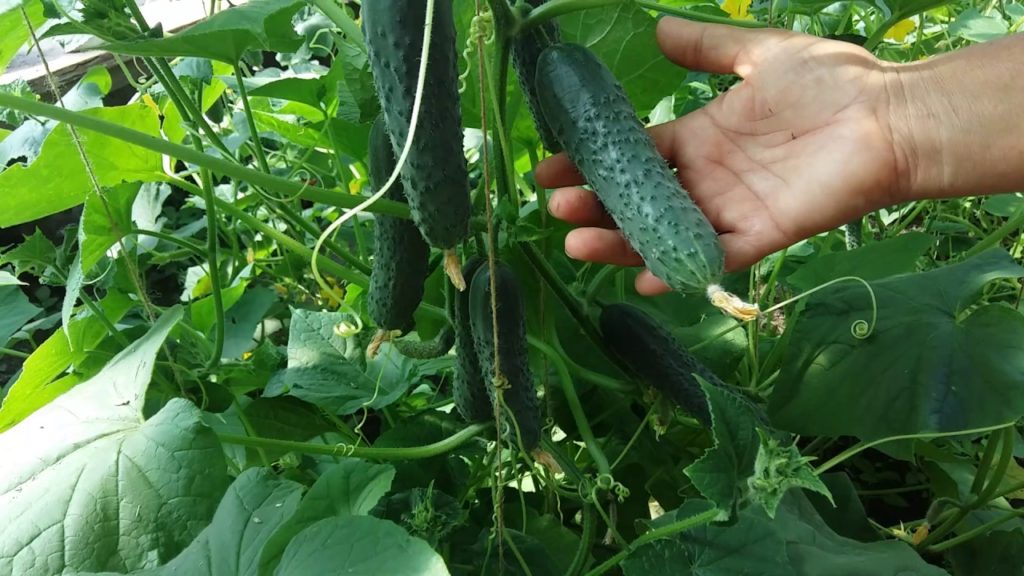 cultivating cucumbers in a greenhouse cultivating cucumbers in a greenhouse