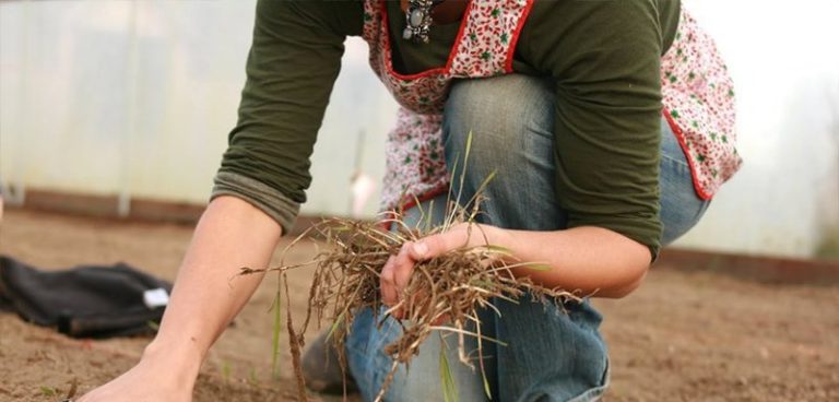 It is necessary to collect and burn the remains of plants, ropes, pegs and other garbage.