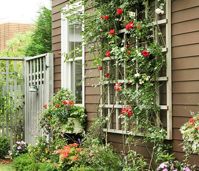 June Garden Tips: Climbing Plants Trellis