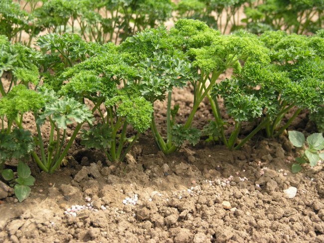 growing parsley in a greenhouse