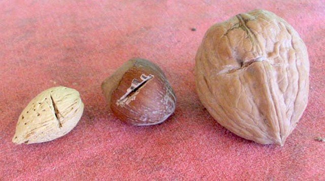seed scarification