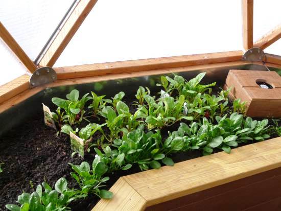 Fragment of a bed in a dome-shaped greenhouse