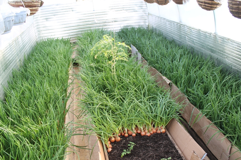 greenhouse onion growing for sale