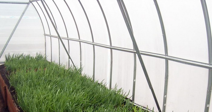 growing onion vegetable in the greenhouse growing onion vegetable in the greenhouse