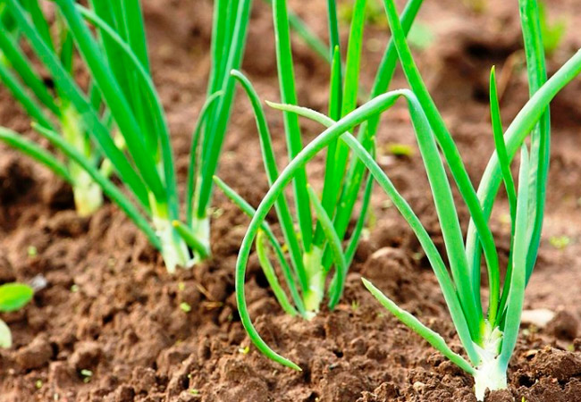 Onion growing in winter greenhouse Onion growing in winter greenhouse