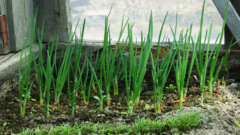 growing green onions in a greenhouse
