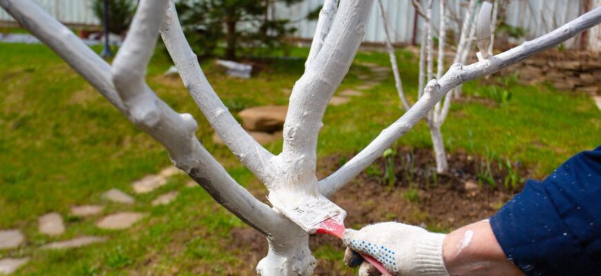 The whitewashing of the trees