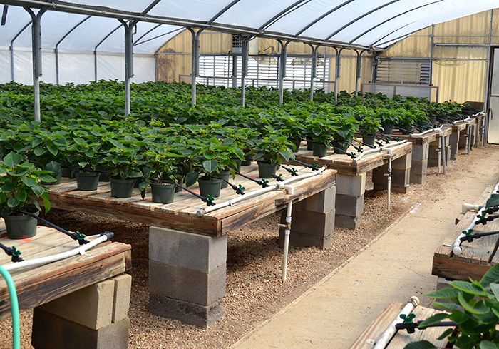 Large Greenhouse Shelving Ideas Large Greenhouse Shelving Ideas