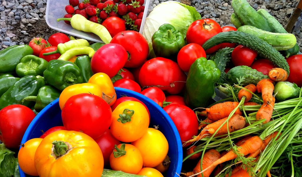 Growing vegetables in a greenhouse