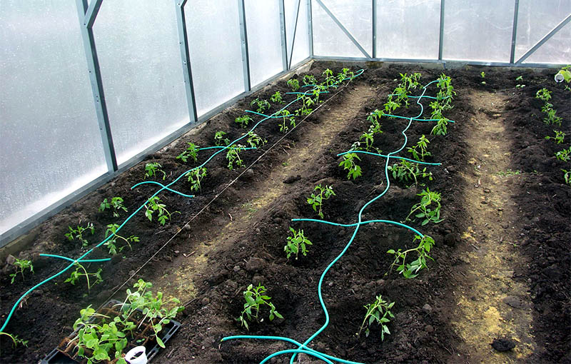 Greenhouse Drip Irrigation