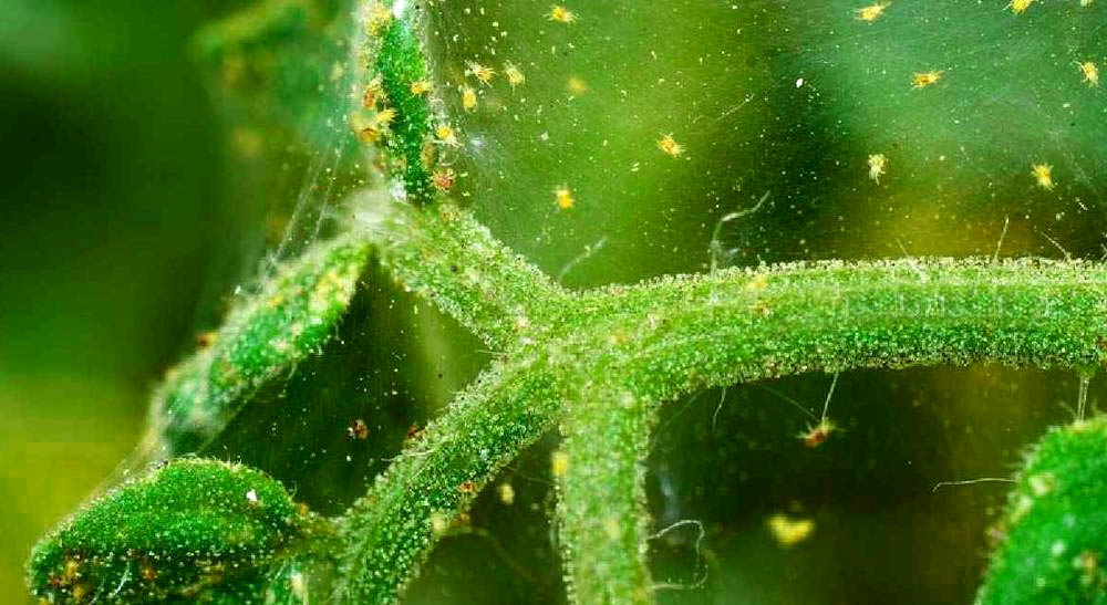 ticks infected plant ticks infected plant