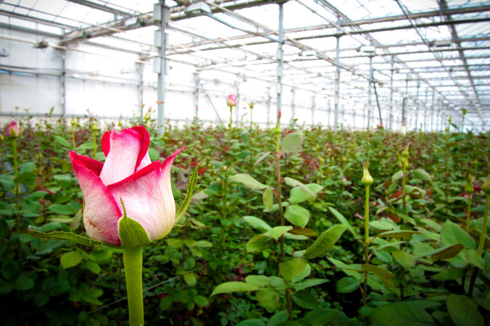 greenhouse flowering