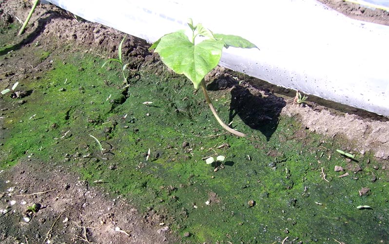 the soil in the greenhouse turned green or covered with moss