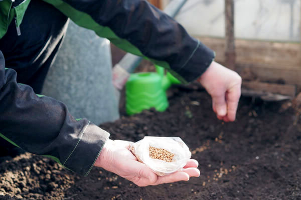Sow greens and early ripening varieties of root crops in the greenhouse in september